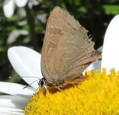 Satyrium caryaevorus