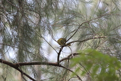 Ploceus jacksoni