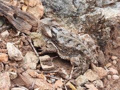 Phrynosoma taurus