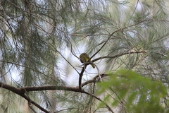 Ploceus jacksoni