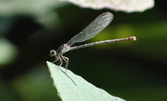 Argia