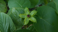 Gonolobus erianthus