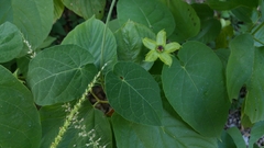 Gonolobus erianthus