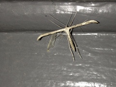 Emmelina monodactyla