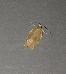 Choristoneura rosaceana