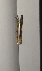 Crambus praefectellus