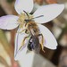 Andrena rugosa - Photo (c) jgibbs, μερικά δικαιώματα διατηρούνται (CC BY-NC), uploaded by jgibbs