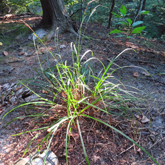 Carex virescens