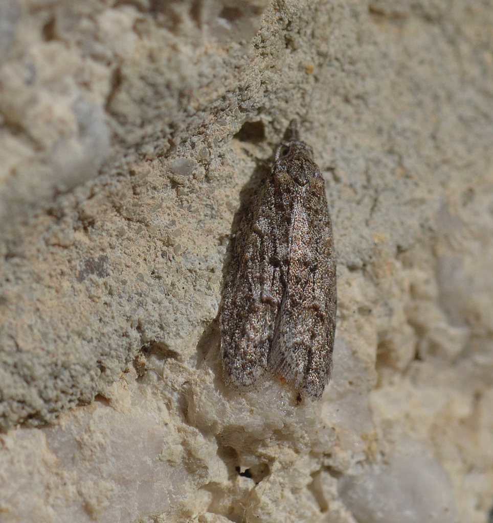 Palaeotoma