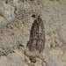Palaeotoma styphelana - Photo (c) James Duggan, some rights reserved (CC BY-SA)