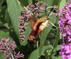 Hemaris thysbe