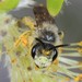 Andrena cressonii - Photo (c) jgibbs,  זכויות יוצרים חלקיות (CC BY-NC), uploaded by jgibbs