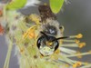 Andrena cressonii - Photo (c) jgibbs, algunos derechos reservados (CC BY-NC), subido por jgibbs