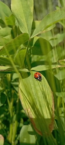 Algerian Seven-spotted Lady Beetle