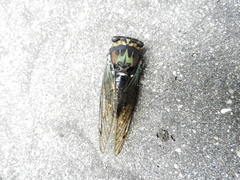 Neotibicen lyricen virescens