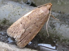 Dichomeris minutia