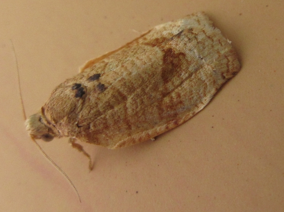 Choristoneura longicellana