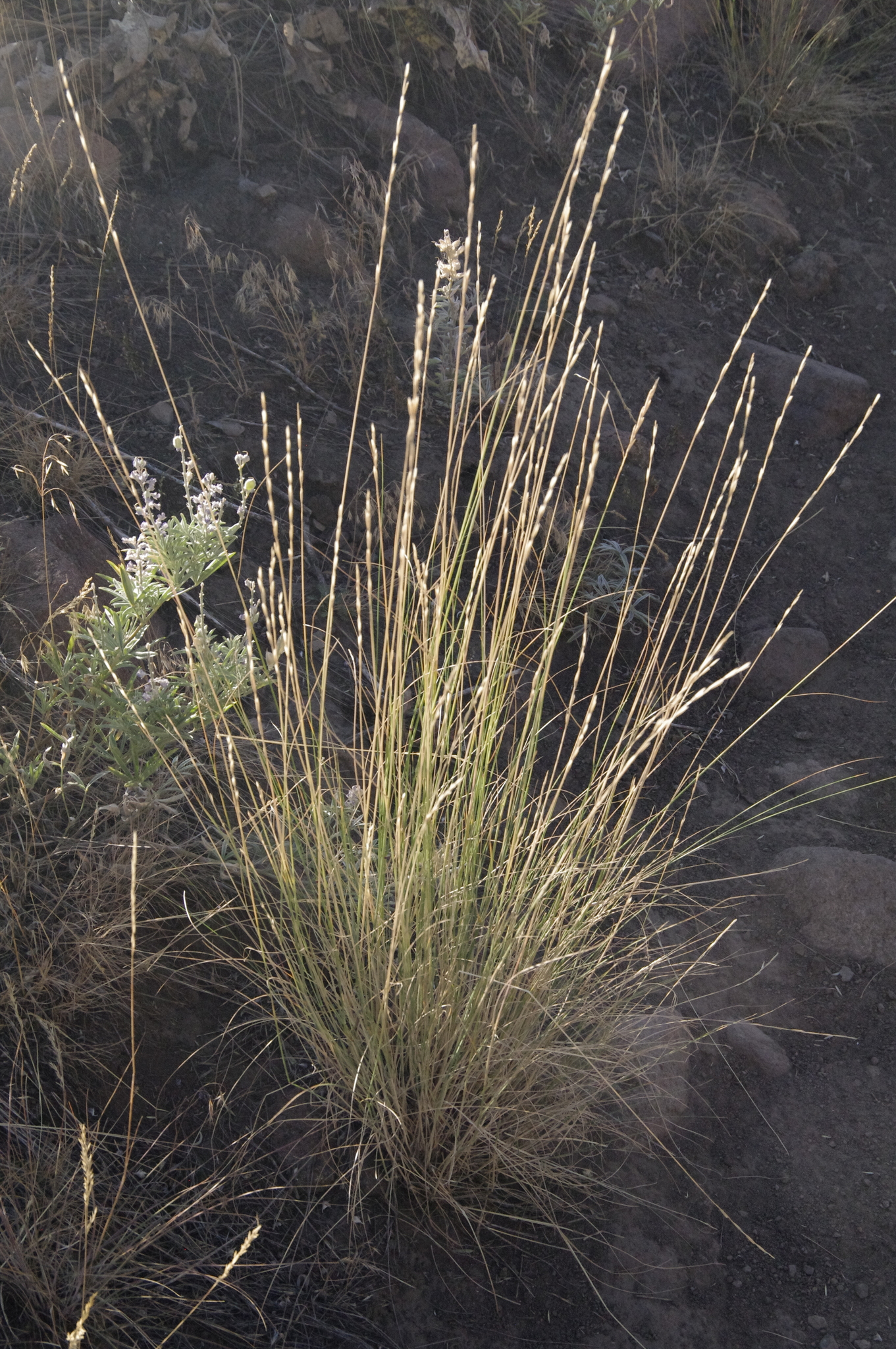 Pseudoroegneria spicata