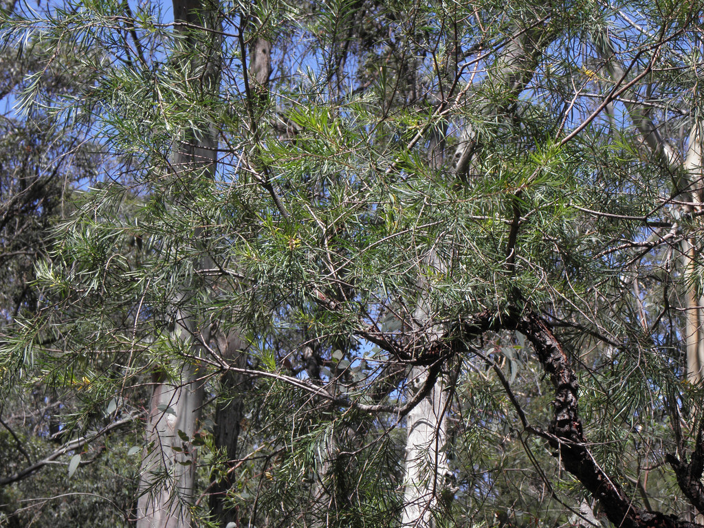 Narrow-leaved Geebung (Flora (Indigenous Use) Guide of Cessnock ...