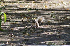 Sciurus alleni