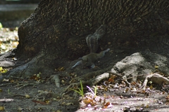 Sciurus alleni