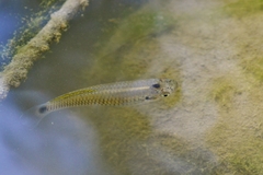 Pseudoxiphophorus bimaculatus