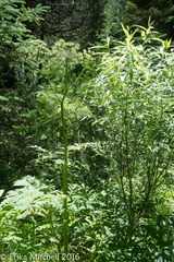 Angelica atropurpurea