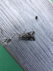 Syngrapha octoscripta