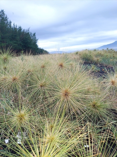 Spinifex littoreus iNat (1)