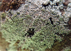 Lecanora kohu
