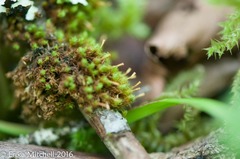 Ulota crispula