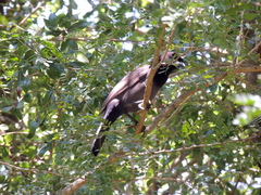 Cyanocorax cyanomelas