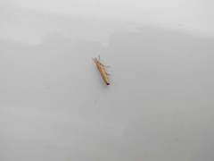 Agriphila biothanatalis