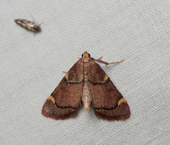 Hypsopygia thymetusalis