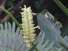 Calathea chiriquensis