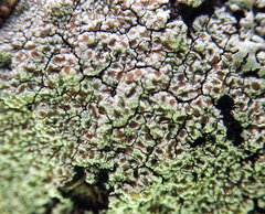 Lecanora kohu