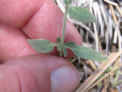 Monardella australis