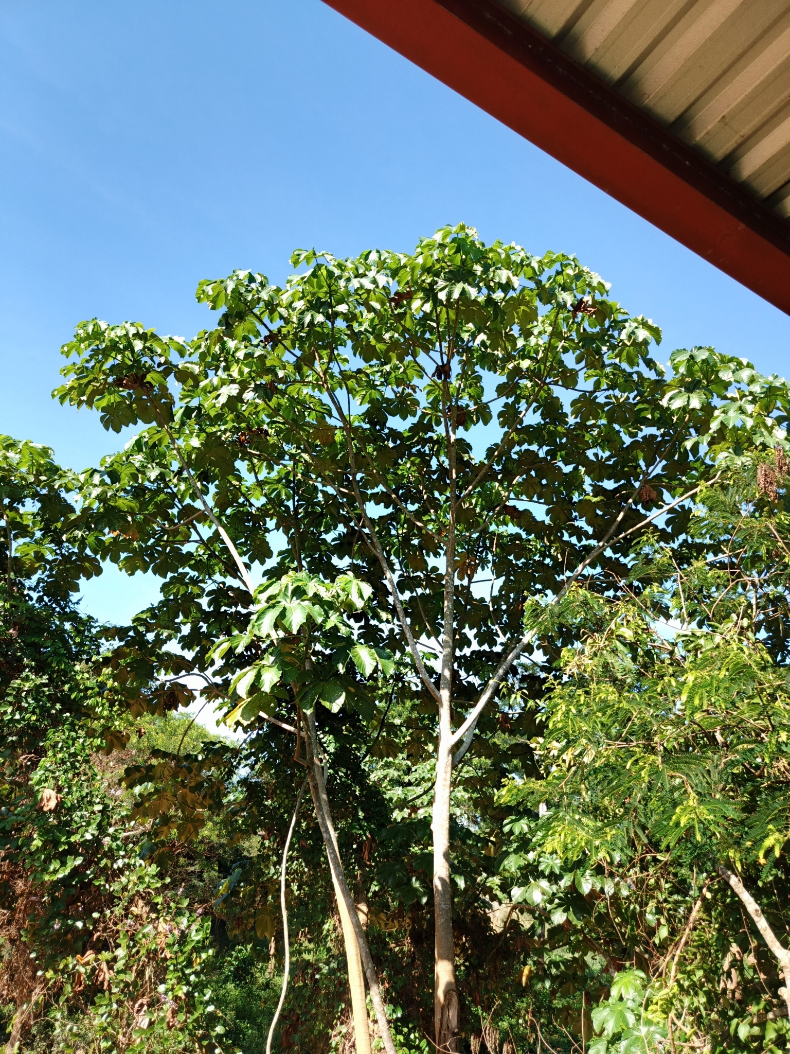 Cecropia membranacea