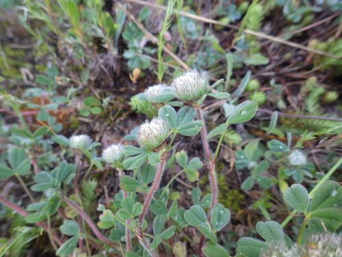 Image of Trifolium cherleri by (c) Pere Barnola, some rights reserved (CC BY-SA)