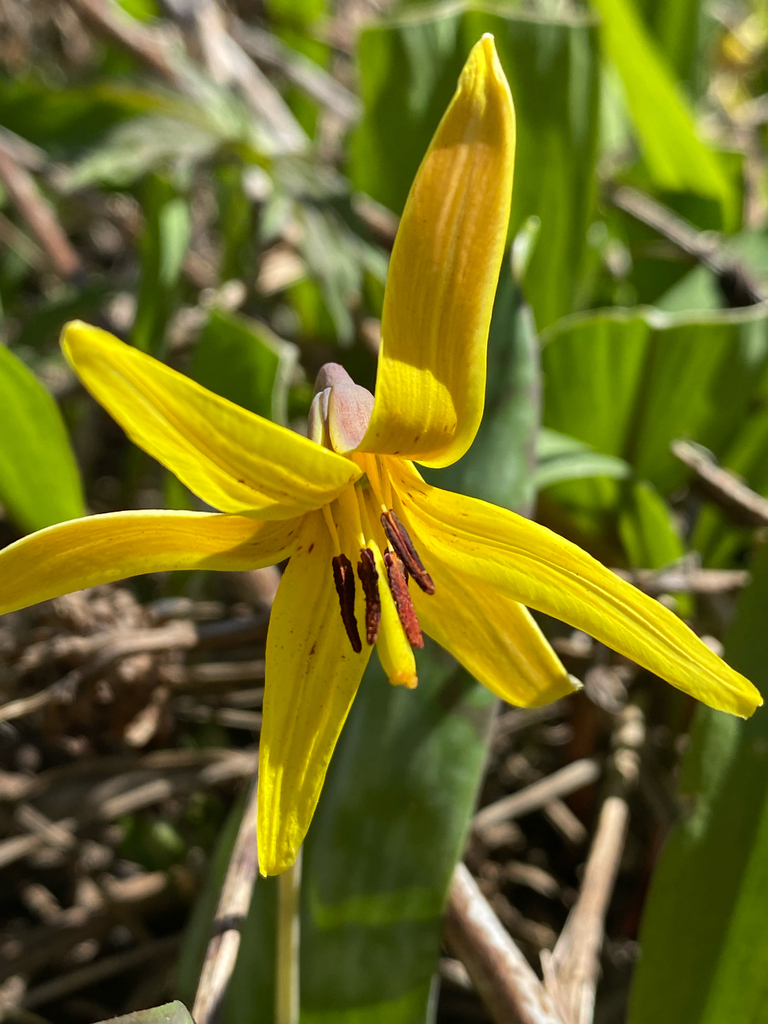 Erythronium americanum
