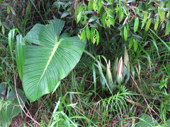 Philodendron fortunense image