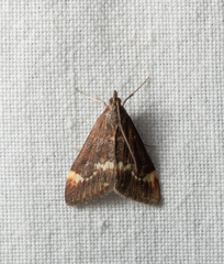 Pyrausta nicalis