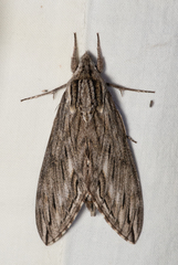 Sphinx canadensis