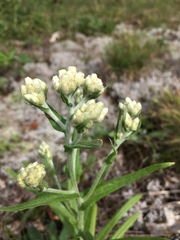 Pseudognaphalium macounii