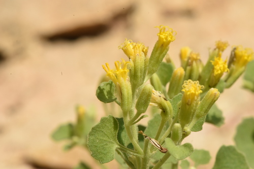 fiveflower rockdaisy (Perityle quinqueflora)