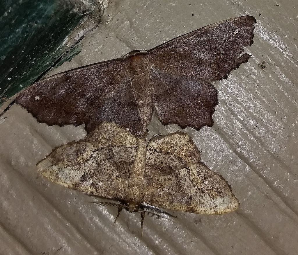 Esther Moth