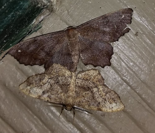 Esther Moth