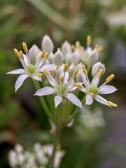 Allium tuberosum