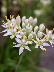 Allium tuberosum