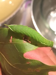 Smerinthinae